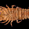 Spiny Lobster Displaying Brownish Red Exoskeleton And Purple Legs On Black Background