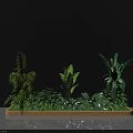 Decorative Green Shrubs And Various Plants In Light Wooden Tray Against Gray Wall