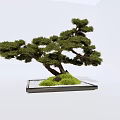Artistic Bonsai Plant with Curved Trunk Green Foliage and Stone in Square Tray