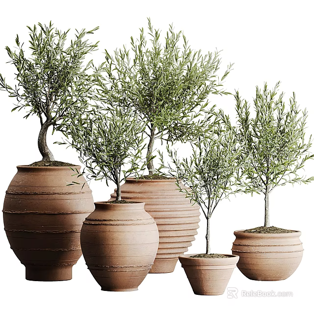 Olive Tree Potted Plants in Terracotta Pots of Various Sizes with Green Leaves 3d model 