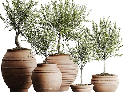 Olive Tree Potted Plants in Terracotta Pots of Various Sizes with Green Leaves 3d model