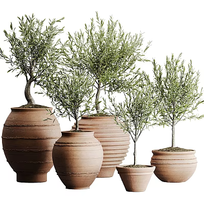 Olive Tree Potted Plants in Terracotta Pots of Various Sizes with Green Leaves 3d model