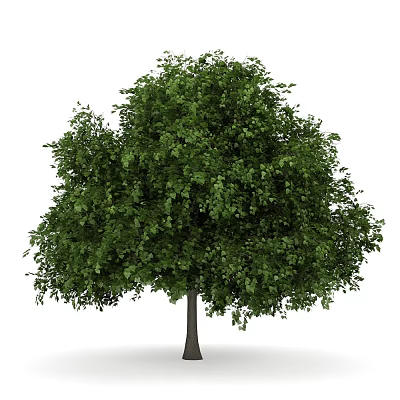 banyan tree outdoor landscape tree plant trees 3d model