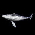 Large Aquatic Animal Whale Swimming Gracefully Against Black Background