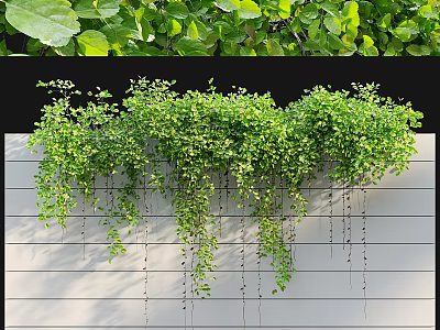 Lush Hanging Green Vines Garden Decor with Natural Plant Ornament on White Wall 3d model