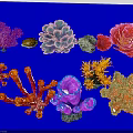 Colorful Coral Polyps Display Various Shapes And Vibrant Marine Features