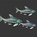 Three Turquoise Fish With White Stripes Swimming On Dark Background With Reflections