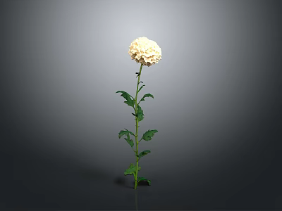Beautiful White Flower Plant With Green Stem And Leaves On Gray Background 3d model