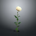 Beautiful White Flower Plant With Green Stem And Leaves On Gray Background