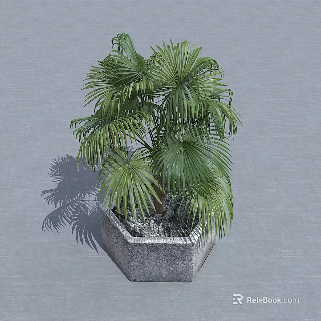 Lush Green Palm Tree in Hexagonal Stone Planter with Gray Background 3d model