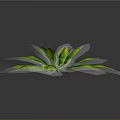 Lush Green Plant Leaves With Vibrant Foliage Isolated On Dark Background