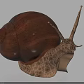 Close Up View Of Reptile Snail With Brown Shiny Shell Spotted Body And Long Antennae