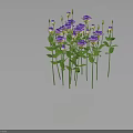 Vibrant Blooming Purple Flowers With Green Stems And Leaves Clustered Together