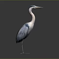 Blue Gray Heron Standing With Long Neck Beak And Legs Isolated On Gray Background