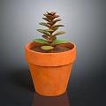 Succulent Plant With Green And Brown Leaves In Orange Terracotta Pot On Dark Background