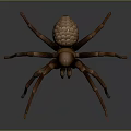 Brown Spider with Large Body and Eight Long Legs on Gray Background