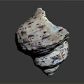 Two Purple and White Striped Aquatic Animal Conch Shells on Dark Background