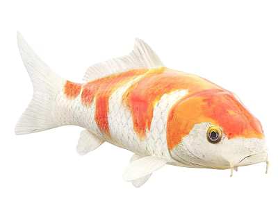 Colorful Koi Fish With Orange And White Striped Body And Fins 3d model