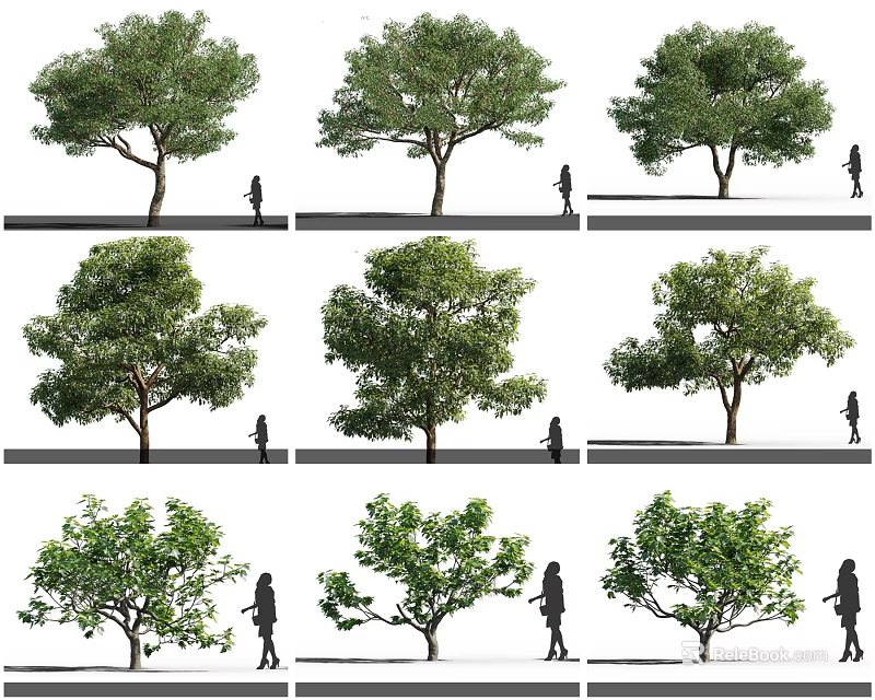 Various Arbor Tree Shapes And Sizes With Human Figure For Scale Comparison 3d model