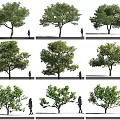 Various Arbor Tree Shapes And Sizes With Human Figure For Scale Comparison 3d model