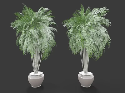 Two Lush Palm Plants In White Ceramic Pots With Green Fronds 3d model