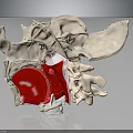 Human Skeleton Anatomical Model With Red Spinal Structure And Bone Details