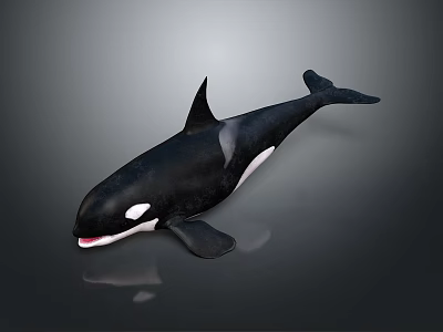Black And White Killer Whale With Dorsal Fin Open Mouth Showing Teeth 3d model