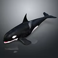 Black And White Killer Whale With Dorsal Fin Open Mouth Showing Teeth