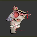 Human Head Anatomical Model Showing Nasal Cavity Vascular Structure And Dental Details