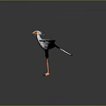 Black and White Bird with Spread Wings Orange Beak and Feet Standing on Gray Background