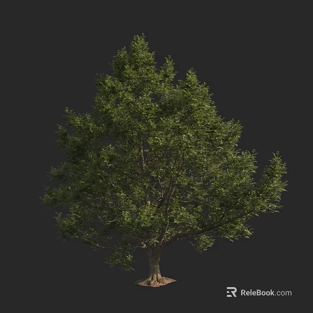 Tall Arbor Tree With Lush Green Foliage And Strong Trunk In Natural Scene 3d model 