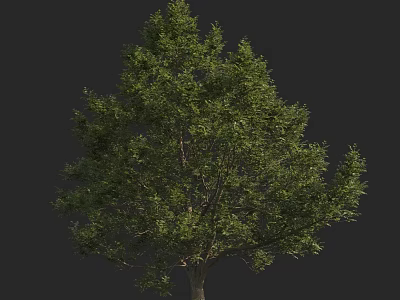 Tall Arbor Tree With Lush Green Foliage And Strong Trunk In Natural Scene 3d model