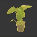 Thriving Green Leafy Plant With Large Leaves In Decorative Patterned Pot For Indoor Decor