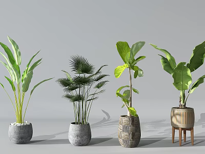 Bonsai Potted Plants With Assorted Leaf Shapes And Decorative Pots 3d model