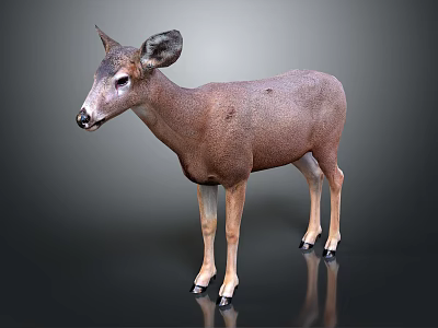Realistic Brown Deer With Large Ears And White Legs Standing On Dark Background 3d model