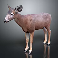 Realistic Brown Deer With Large Ears And White Legs Standing On Dark Background