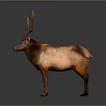 Brown Deer With Large Antlers Standing On Gray Background In Natural Posture