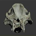 Medical Device Animal Skull Anatomical Model For Educational And Research Use