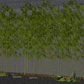 Tall Bamboo Plants With Lush Green Leaves Against Gray Wall Background