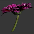 Purple Gerbera Flower with Vibrant Pink Petals Dark Center and Green Stem on Dark Background