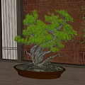 Bonsai Pine Tree in Brown Pot on Wooden Floor with Textured Wall and Bamboo Blinds