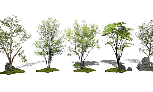 Modern Tree Landscape Tree Big Arbor Park Tree Cinnamomum camphora Landscape Plants 3d model