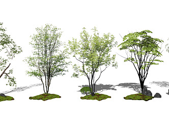 Modern Tree Landscape Tree Big Arbor Park Tree Cinnamomum camphora Landscape Plants 3d model