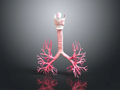 Human Respiratory System 3D Anatomical Model With Trachea And Bronchial Tree Structure 3d model