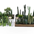 Assorted Cactus And Succulent Bonsai Plants In Decorative Pots With Stones