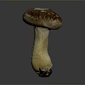 Detailed Organ Structure and Hair Like Surface Texture of Fresh Mushroom on Gray Background