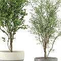 Various Types of Green Leafy Bonsai Plants in Ceramic and Gray Pots