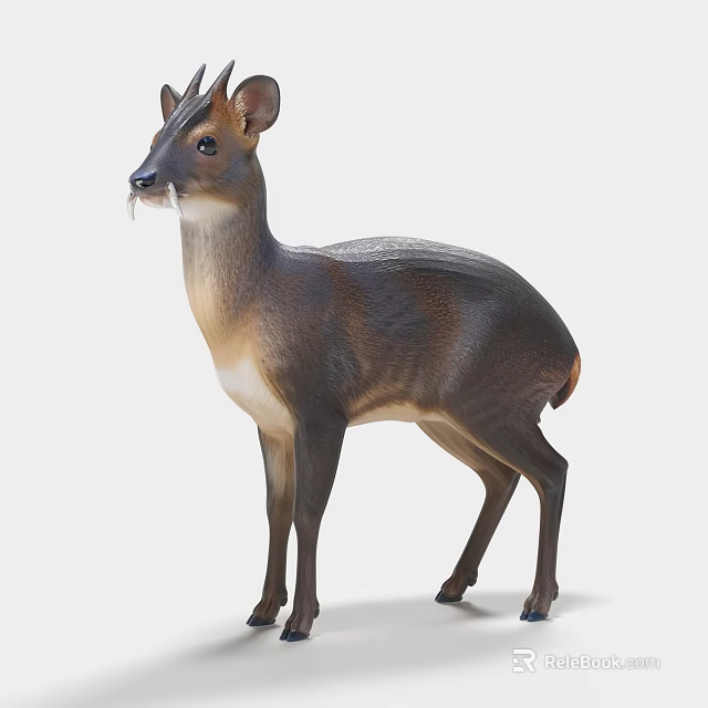 Small Brown White Muntjac Deer Standing With Antlers In Natural Pose 3d model 