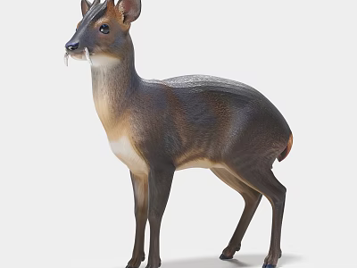 Small Brown White Muntjac Deer Standing With Antlers In Natural Pose 3d model