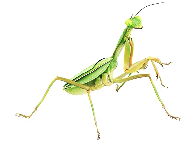 Green Mantis As Flying Animal With Long Legs Green Body Isolated On White 3d model